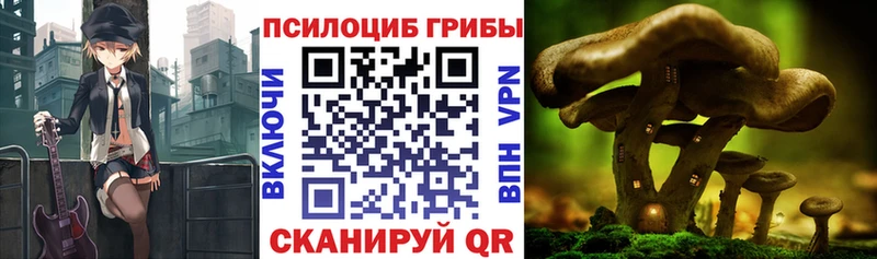 Псилоцибиновые грибы Psilocybe  Окуловка 